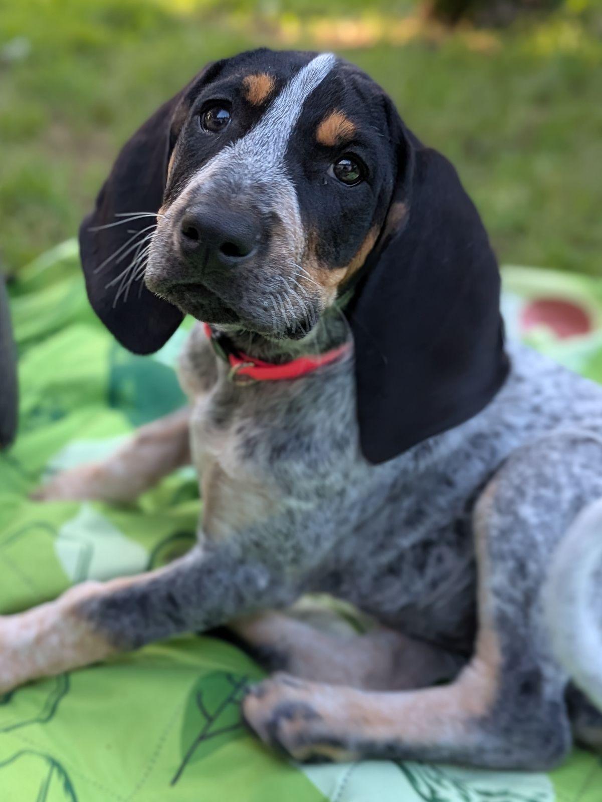 Enlarge Gretchen Weiners, a Adopted Bluetick Coonhound in TULSA, OK image 6/6