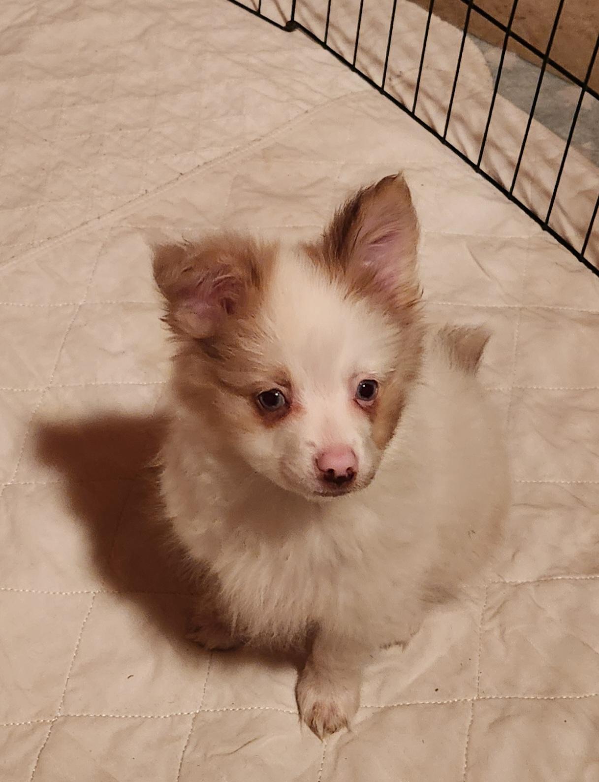 Enlarge Bobo, a Adoptable Pomeranian in Goldendale, WA image 1/1