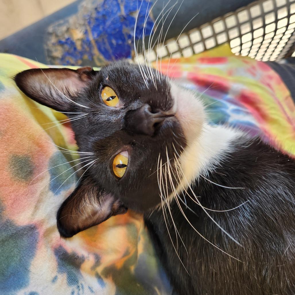 Lexa, Adoptable, Adult Female Domestic Short Hair.
