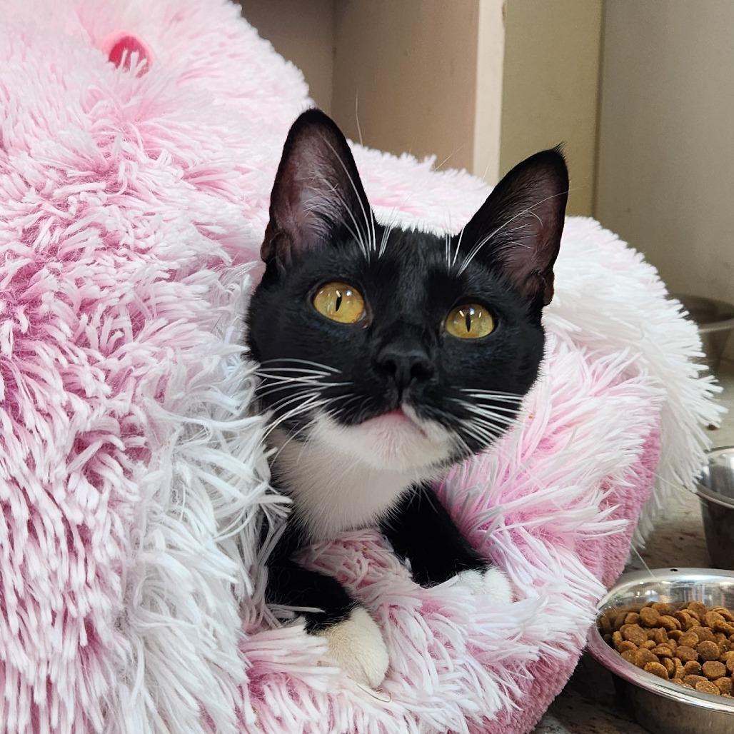Enlarge Lexa, a Adoptable Domestic Short Hair in Delaware, OH image 2/6