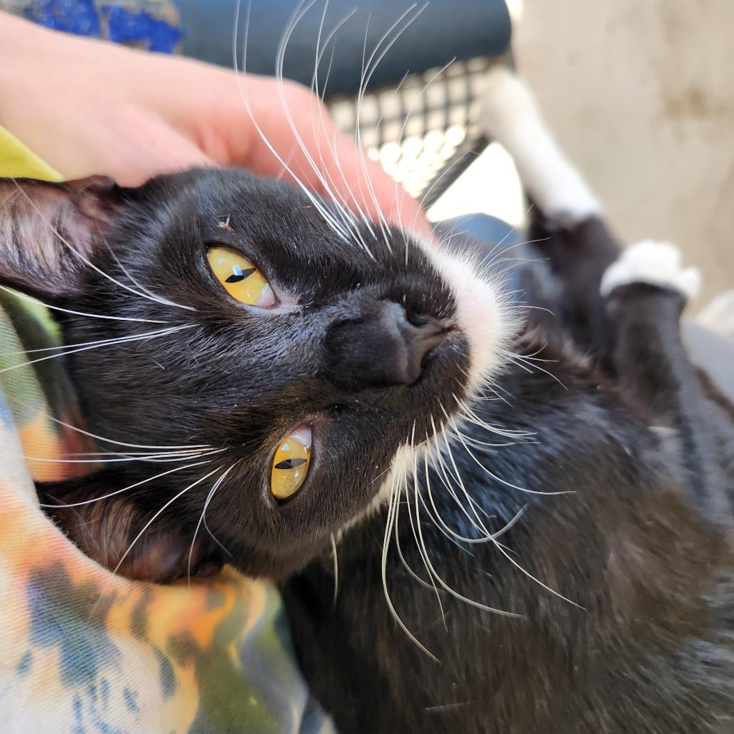 Enlarge Lexa, a Adoptable Domestic Short Hair in Delaware, OH image 3/6