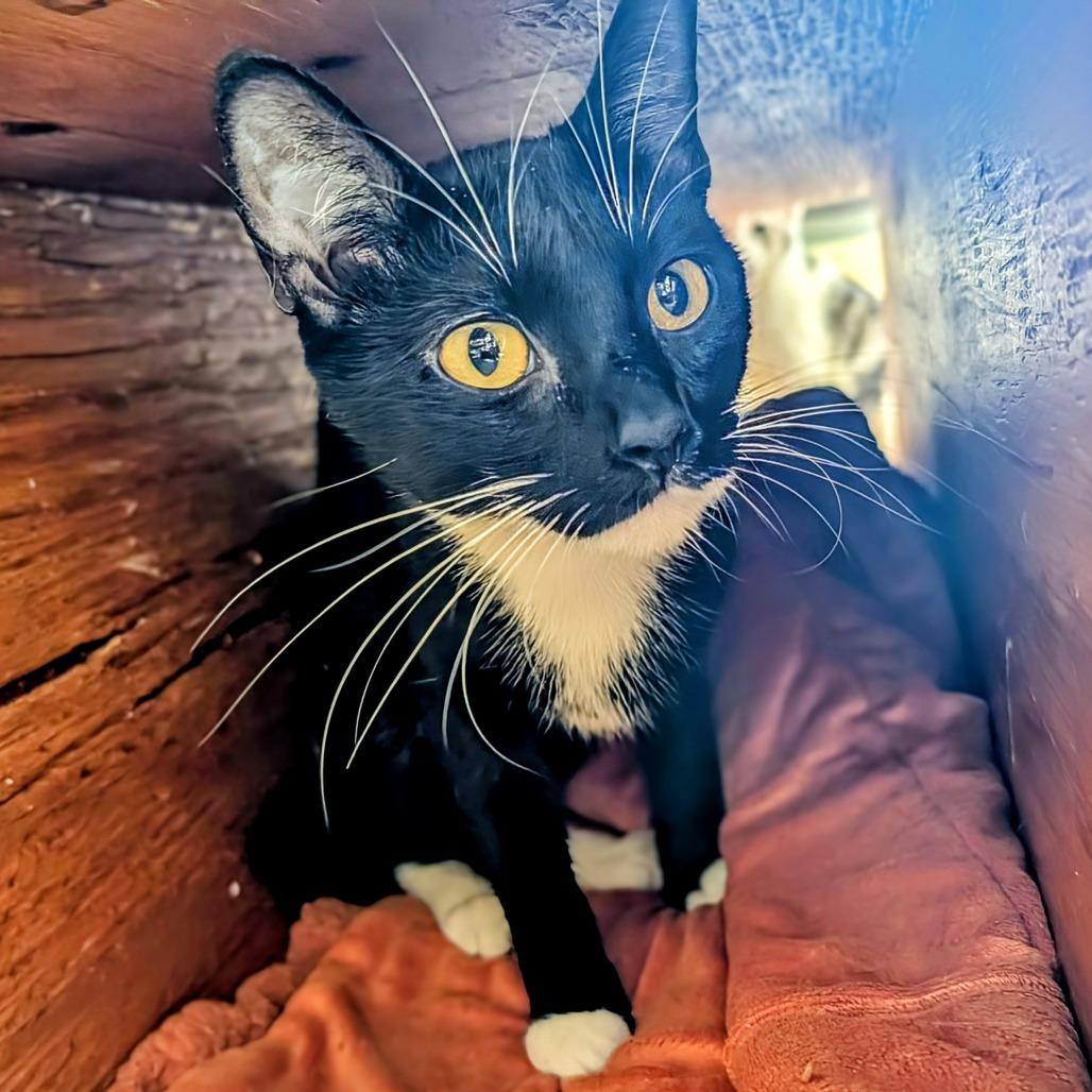 Enlarge Lexa, a Adoptable Domestic Short Hair in Delaware, OH image 4/6
