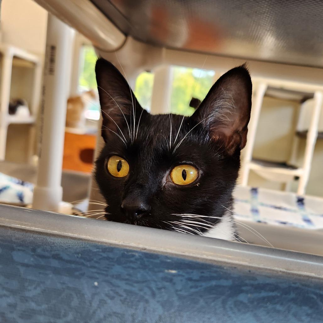 Enlarge Lexa, a Adoptable Domestic Short Hair in Delaware, OH image 5/6