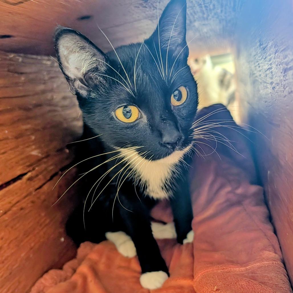Enlarge Lexa, a Adoptable Domestic Short Hair in Delaware, OH image 6/6