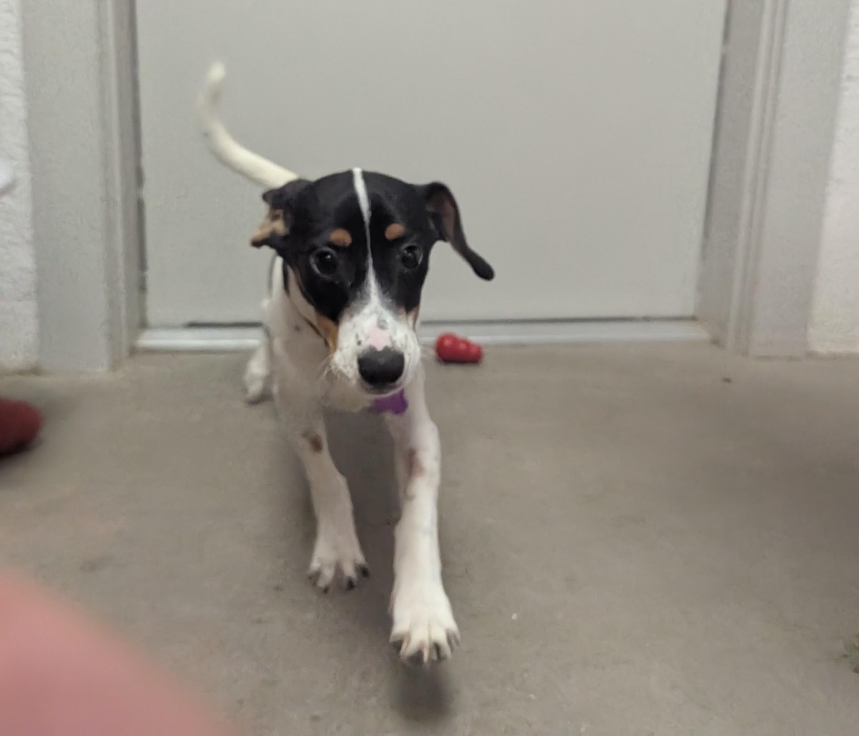 Tom, ADOPTABLE, Young Male Miniature Dachshund.
