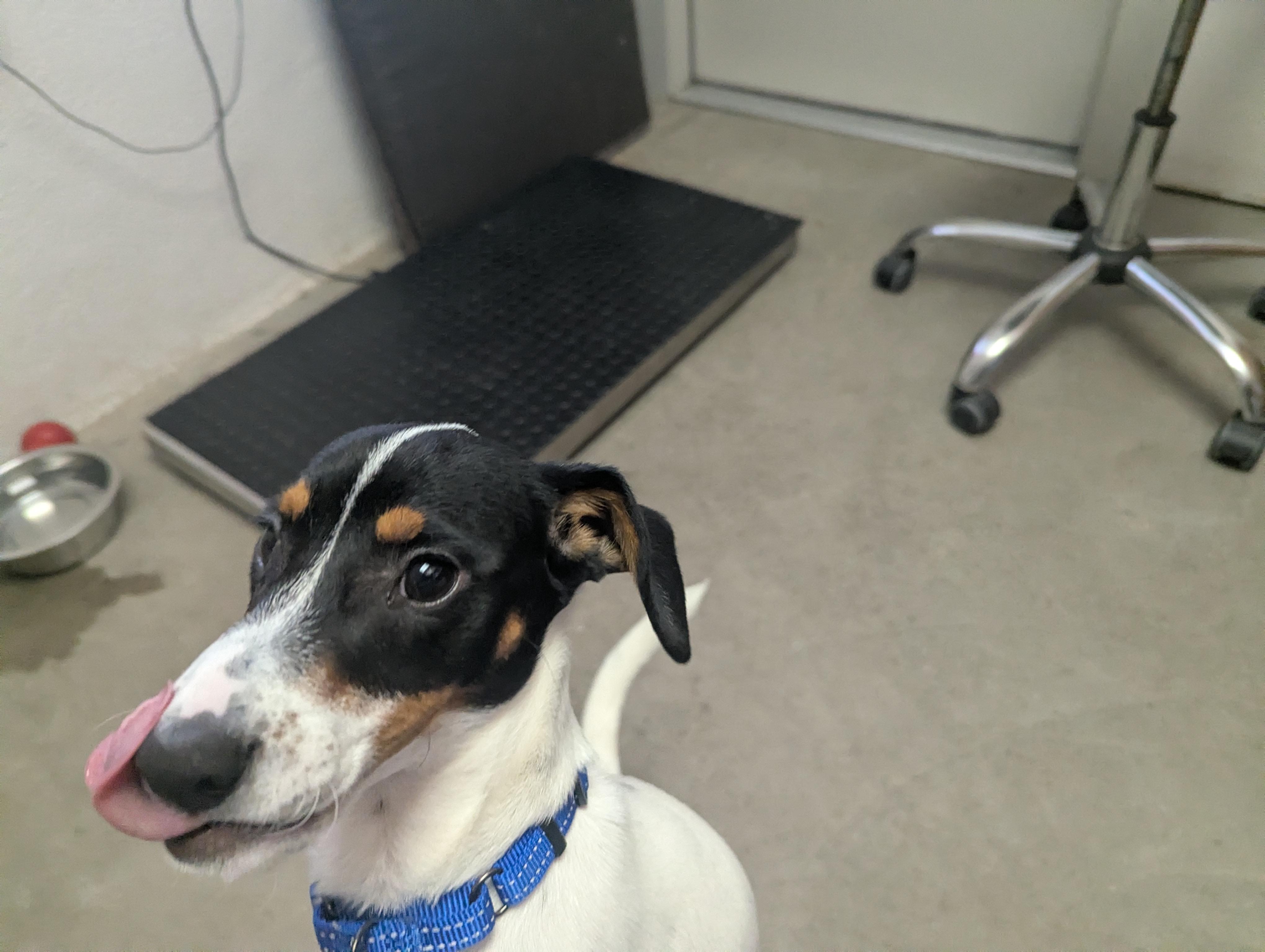 Tom, a ADOPTABLE mixed breed in Buena Vista, CO image 2/3