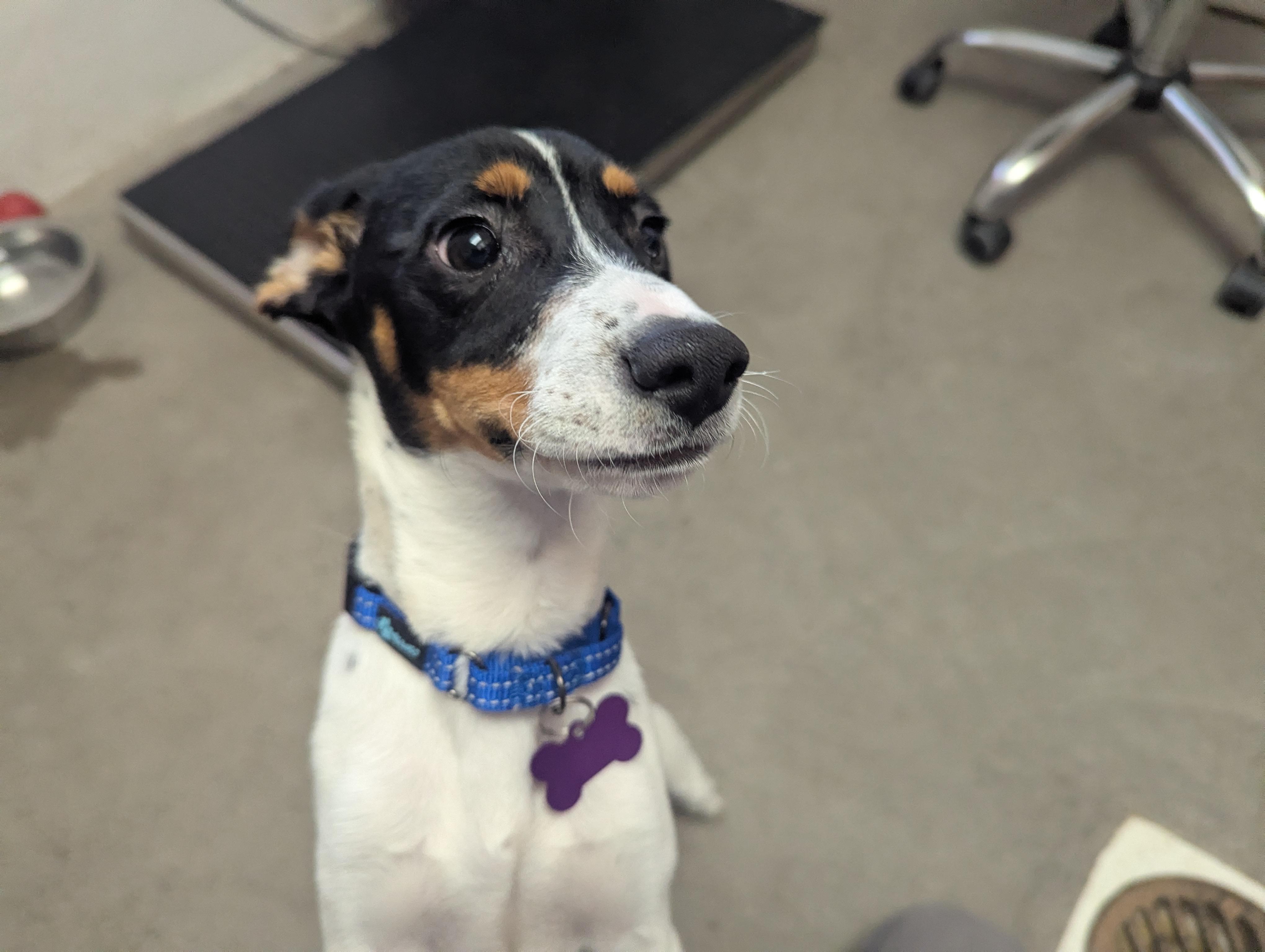 Tom, a ADOPTABLE mixed breed in Buena Vista, CO image 3/3