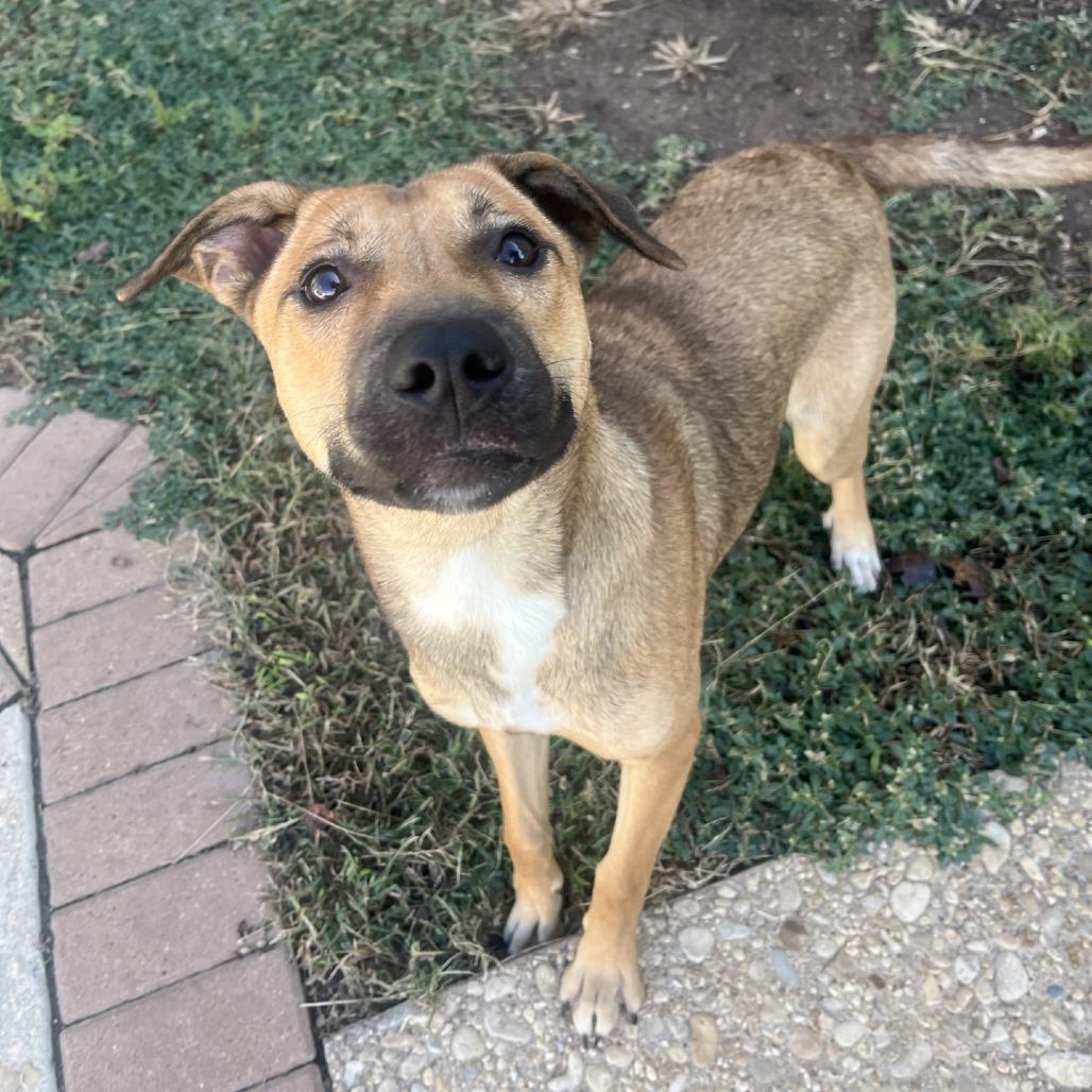 Zora, a Adoptable mixed breed in Fredericksburg, TX image 1/6
