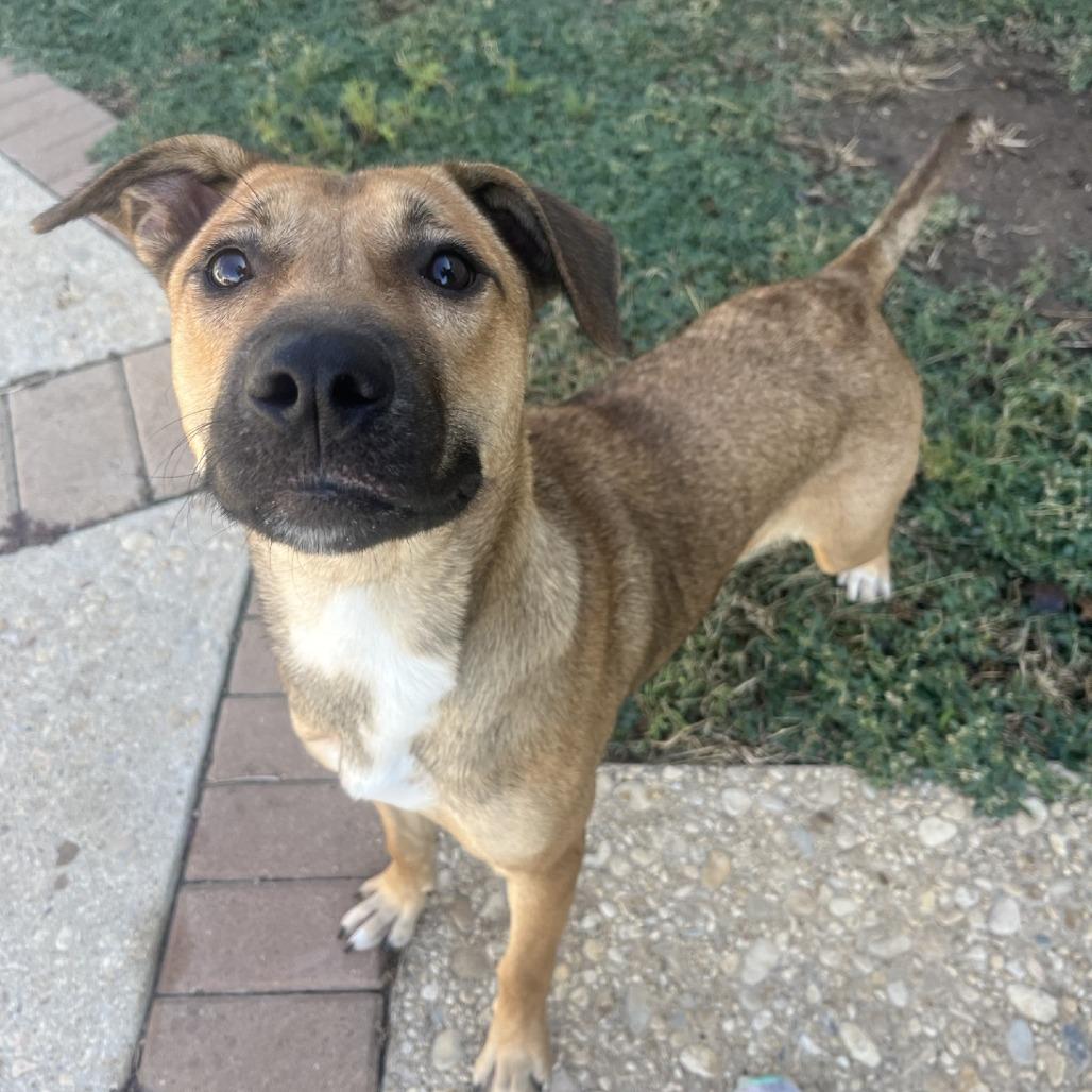 Zora, a Adoptable mixed breed in Fredericksburg, TX image 2/6