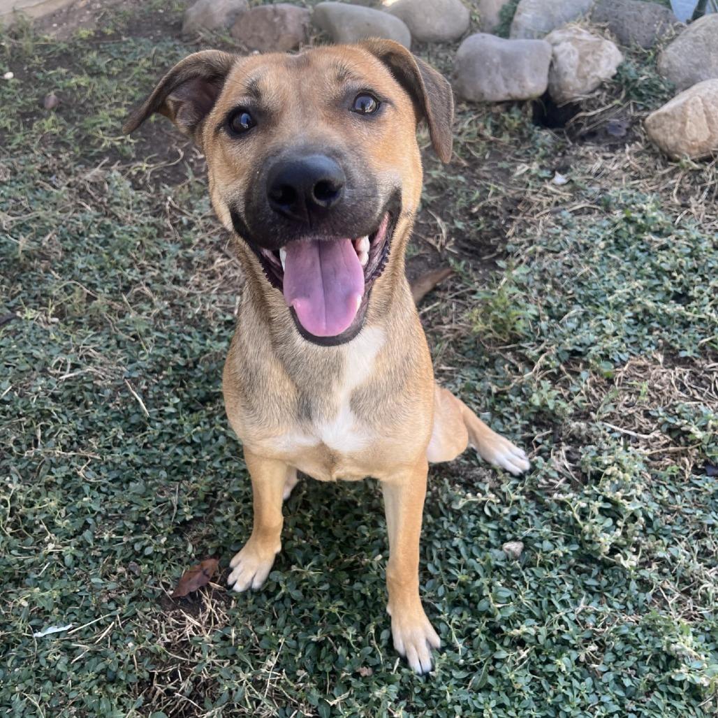 Zora, a Adoptable mixed breed in Fredericksburg, TX image 3/6