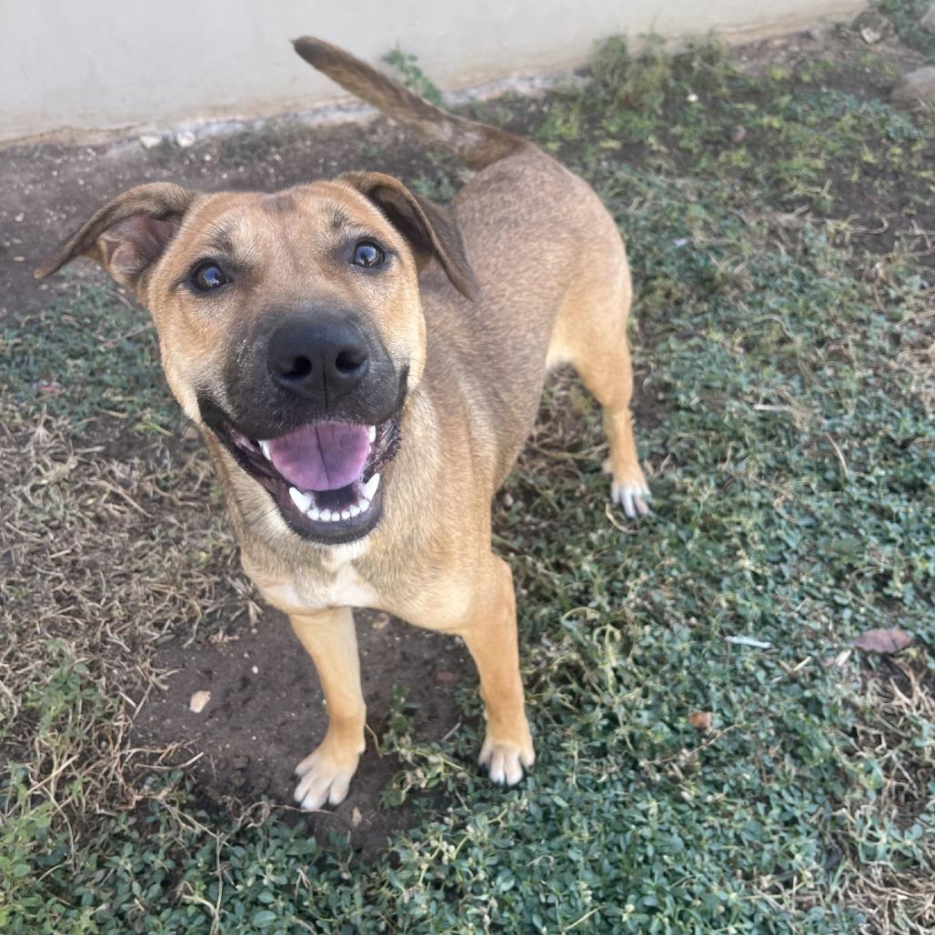 Zora, a Adoptable mixed breed in Fredericksburg, TX image 4/6