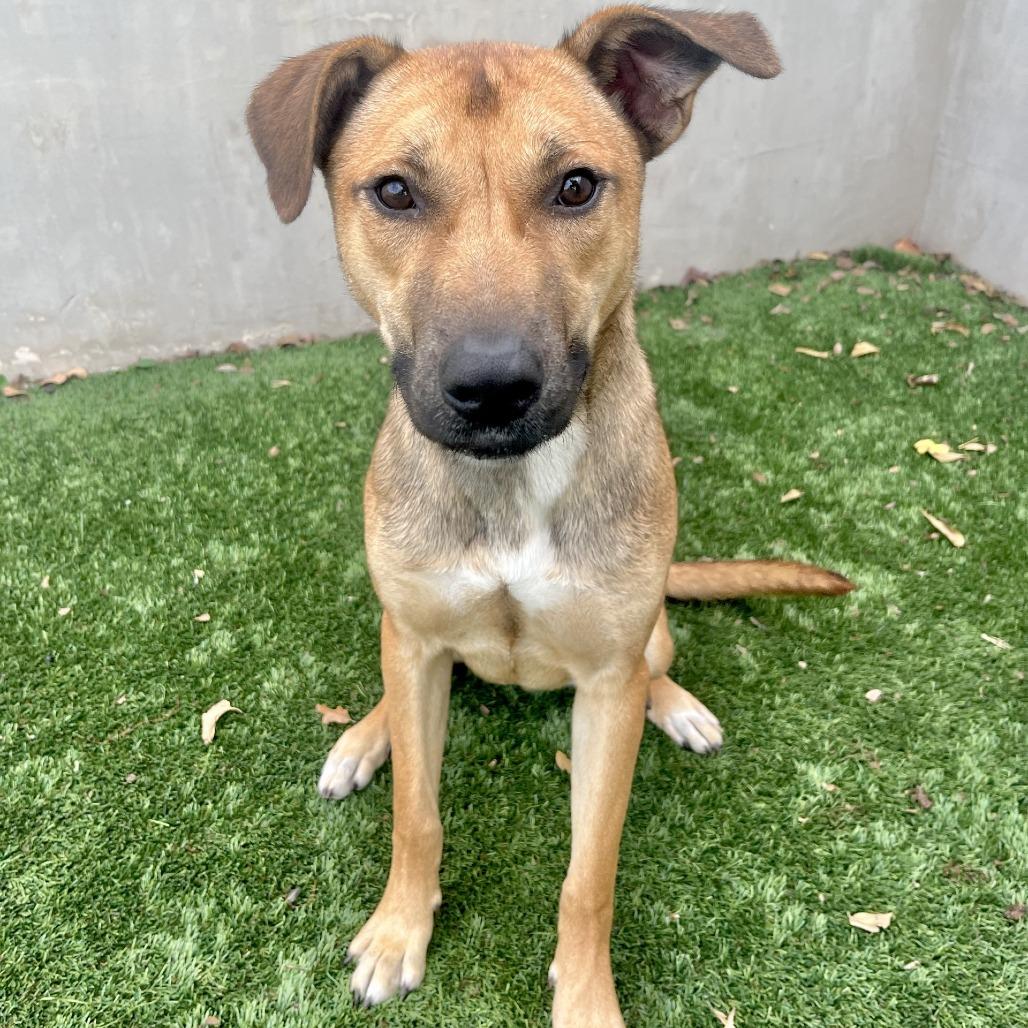 Zora, a Adoptable mixed breed in Fredericksburg, TX image 6/6