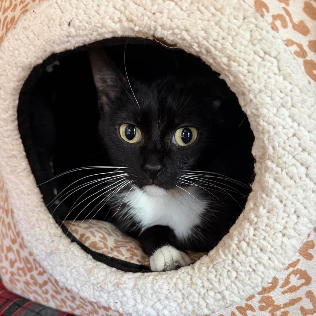 Helga, Adoptable, Adult Female Domestic Short Hair.