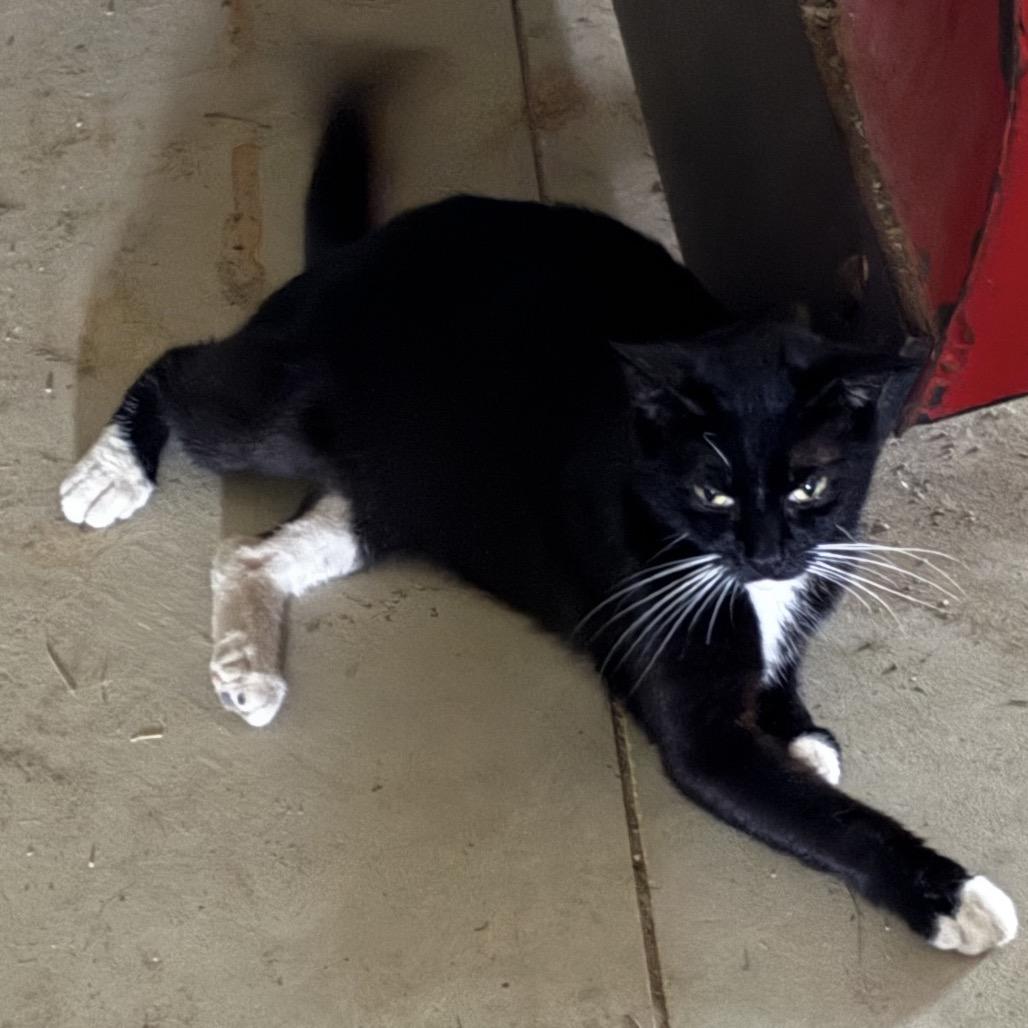 Helga, a Adoptable Domestic Short Hair in Mankato, MN image 2/3
