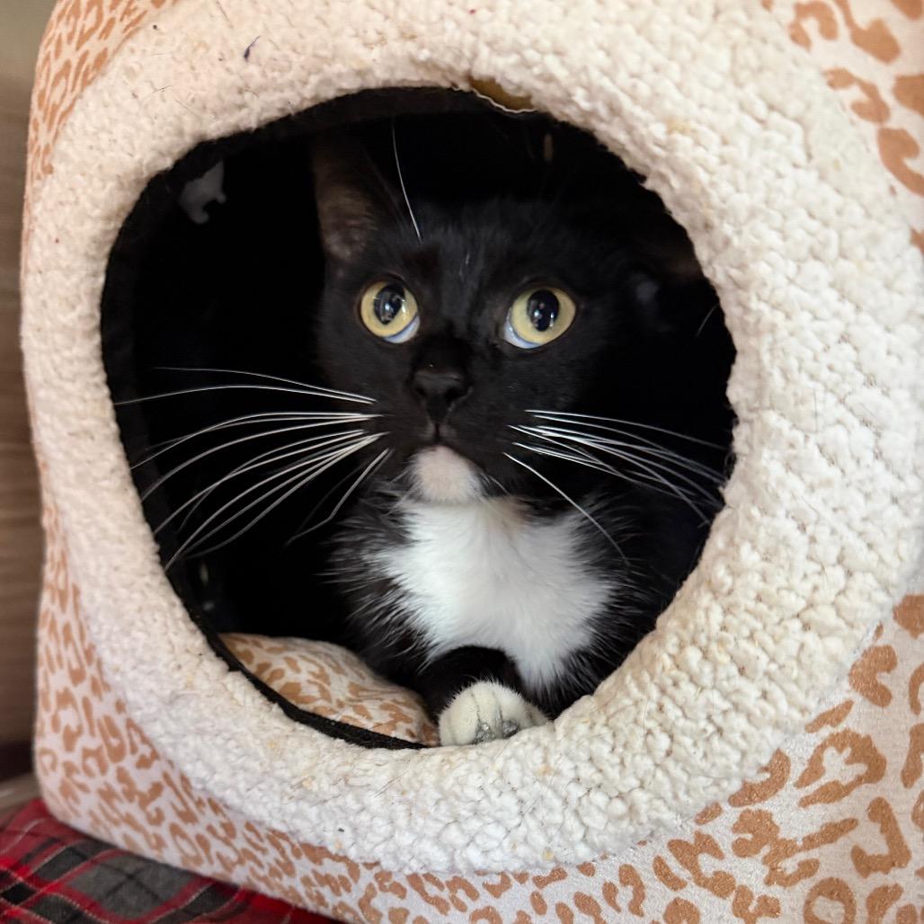 Helga, a Adoptable Domestic Short Hair in Mankato, MN image 3/3