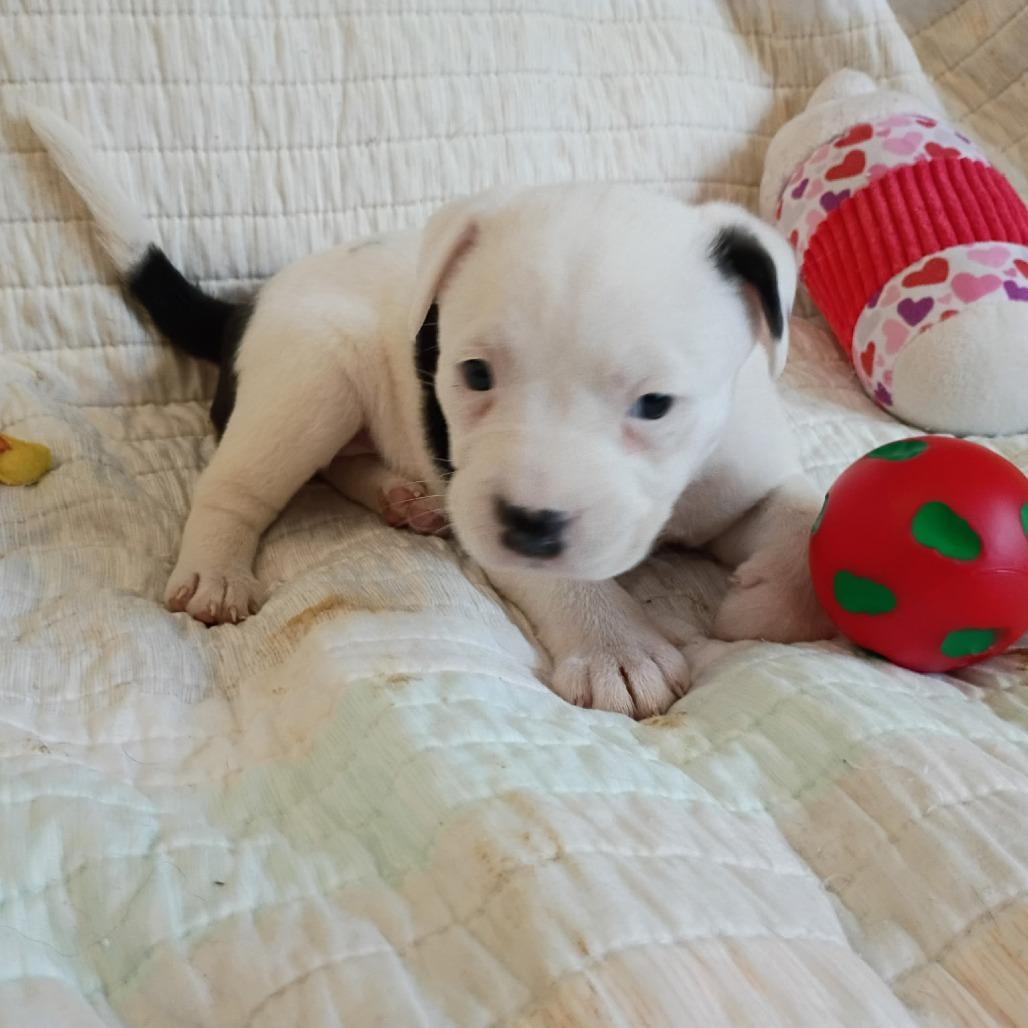 Enlarge Daenerys, a Adoptable mixed breed in Wadena, MN image 1/6
