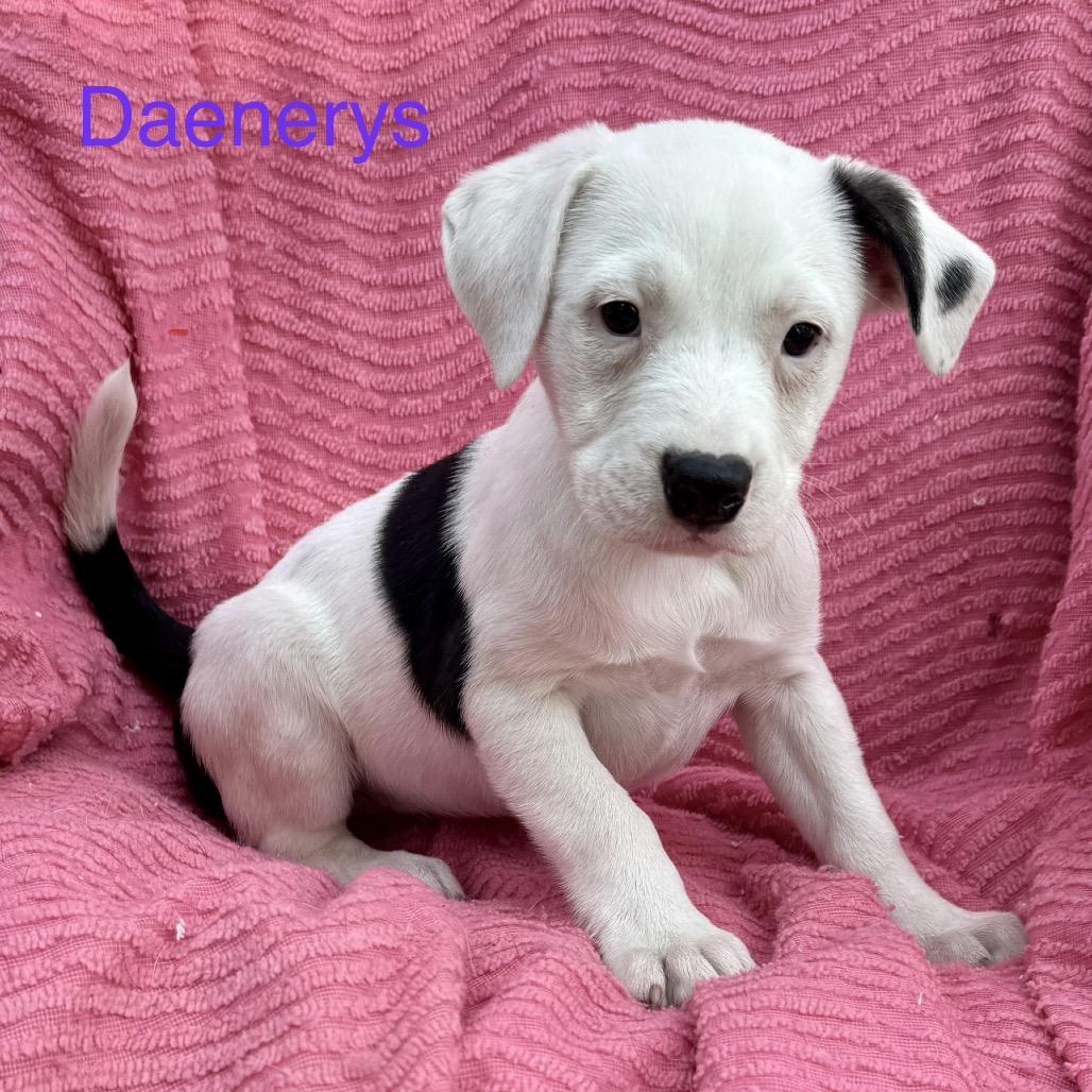 Enlarge Daenerys, a Adoptable mixed breed in Wadena, MN image 2/6