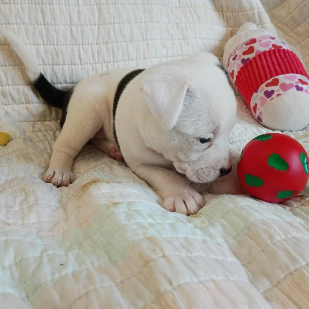 Enlarge Daenerys, a Adoptable mixed breed in Wadena, MN image 3/6