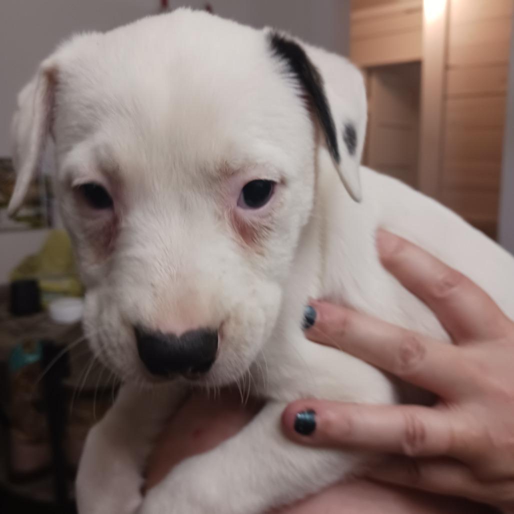 Enlarge Daenerys, a Adoptable mixed breed in Wadena, MN image 4/6