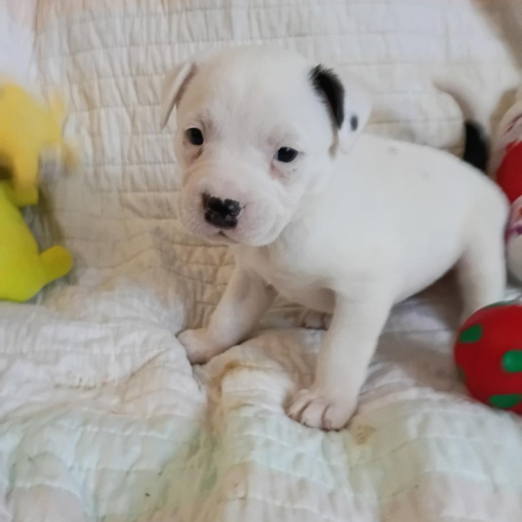 Enlarge Daenerys, a Adoptable mixed breed in Wadena, MN image 6/6