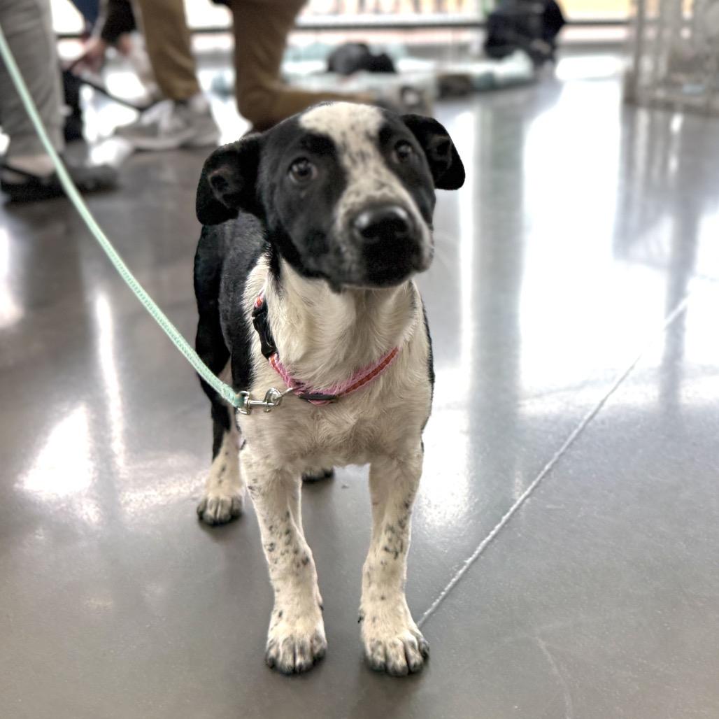 Roxy, a Adoptable Mixed Breed in Joliet, IL image 2/4