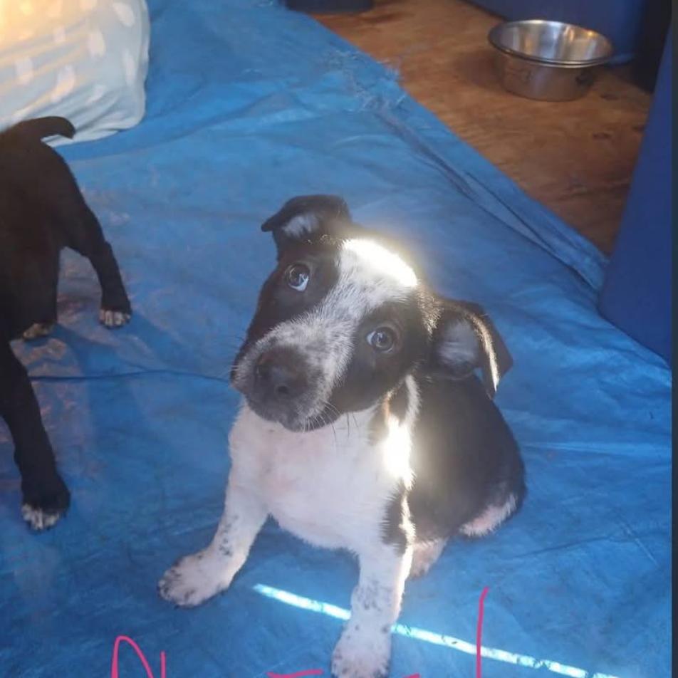 Roxy, a Adoptable Mixed Breed in Joliet, IL image 3/4