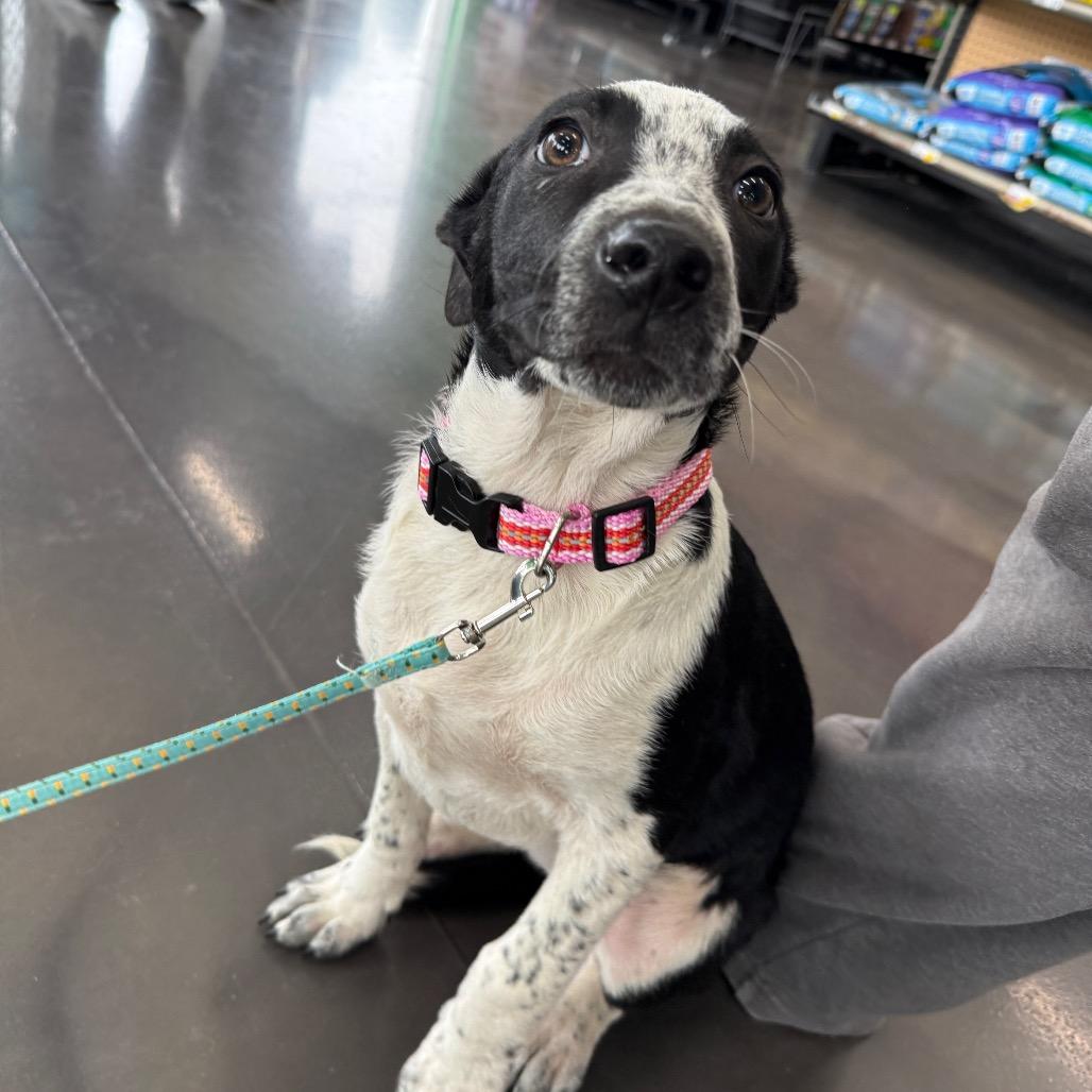 Roxy, a Adoptable Mixed Breed in Joliet, IL image 4/4