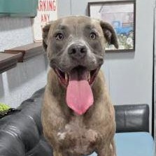 Enlarge Tiger, a Adoptable mixed breed in Palm Harbor, FL image 1/5