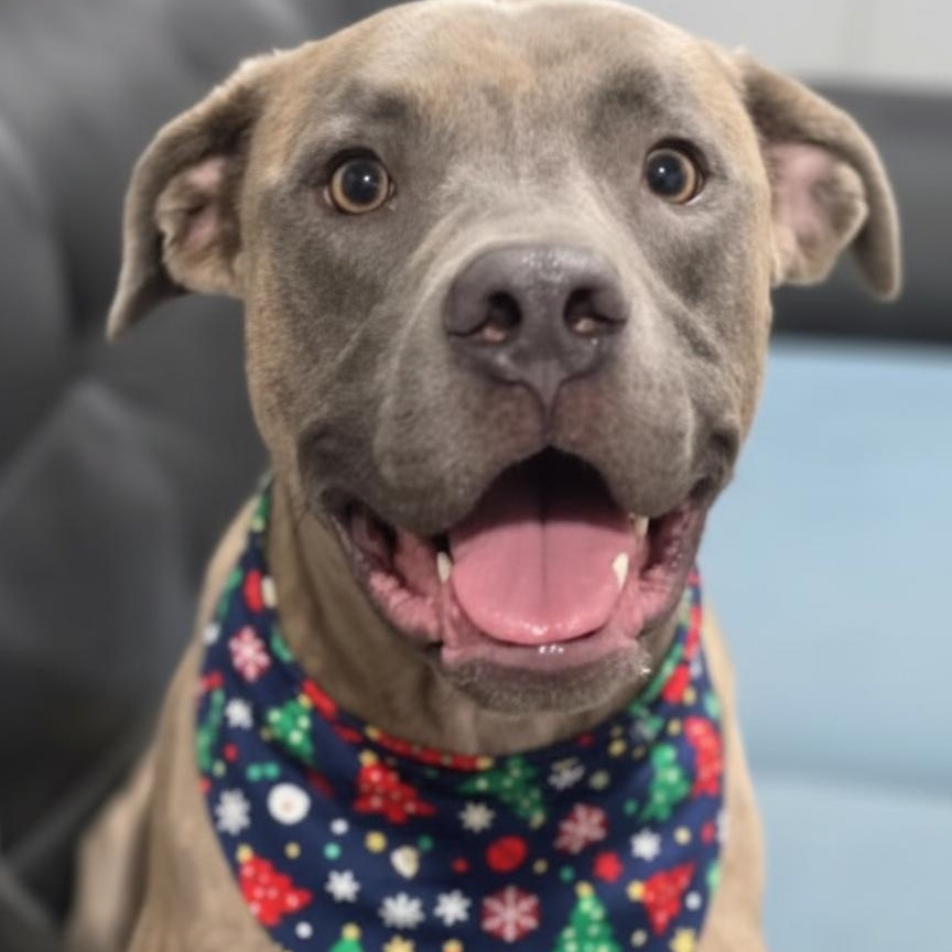 Tiger, Adoptable, Young Male Hound.