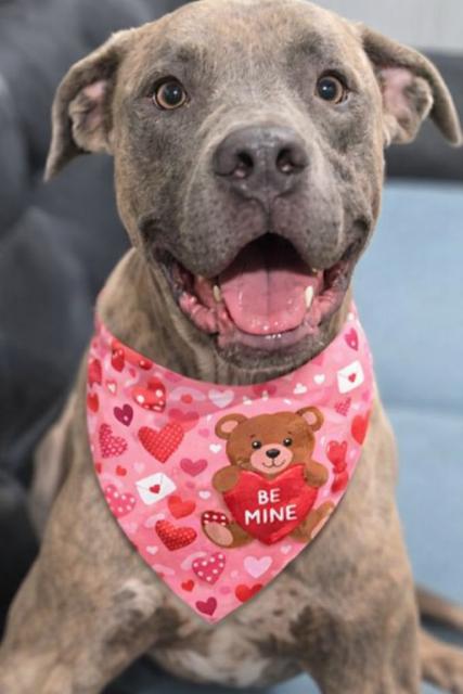 Tiger, Adoptable, Young Male Hound.