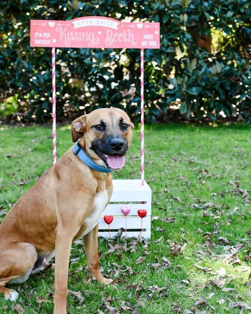 Enlarge Johnny, a Adoptable mixed breed in Statesboro, GA image 1/6