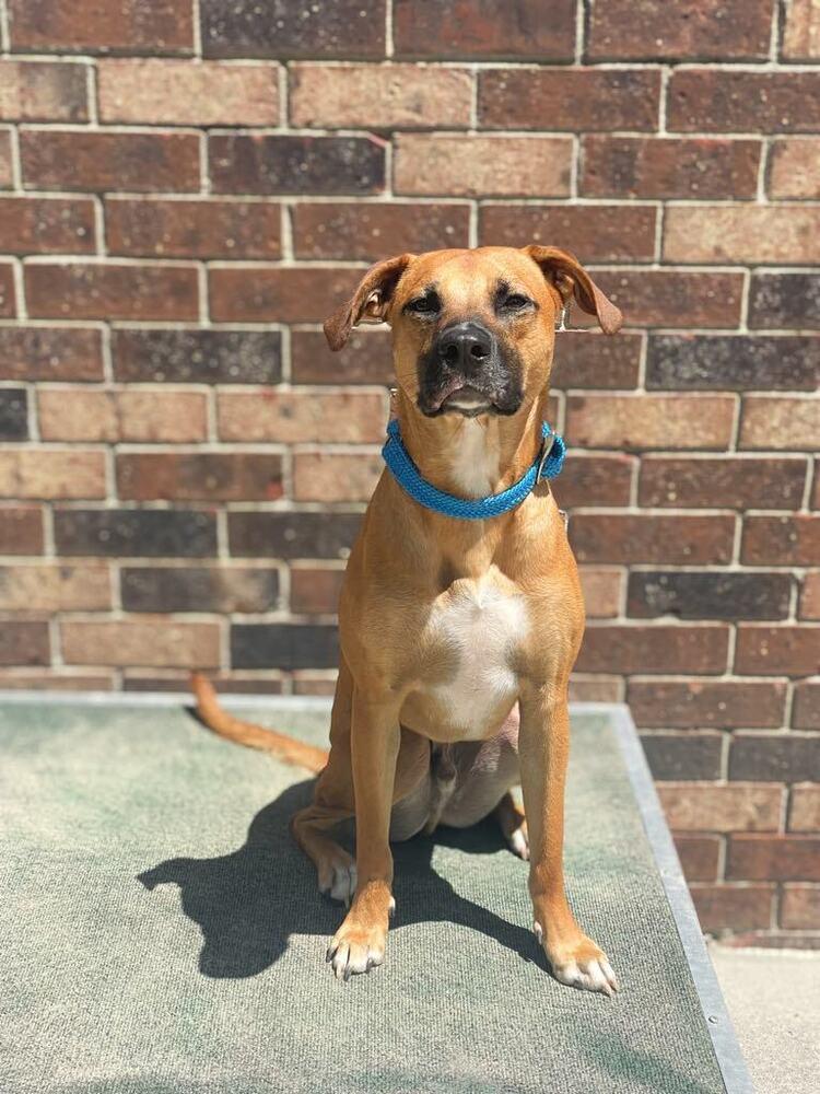 Enlarge Johnny, a Adoptable mixed breed in Statesboro, GA image 2/6