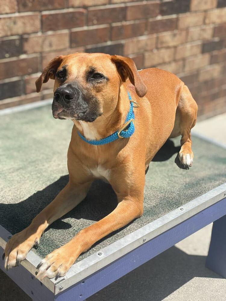 Enlarge Johnny, a Adoptable mixed breed in Statesboro, GA image 3/6