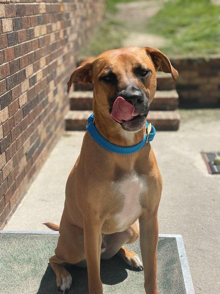 Enlarge Johnny, a Adoptable mixed breed in Statesboro, GA image 5/6