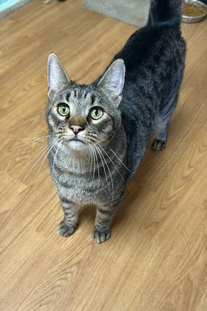 Earl Grey, Adoptable, Adult Male Domestic Short Hair & Domestic Short Hair.