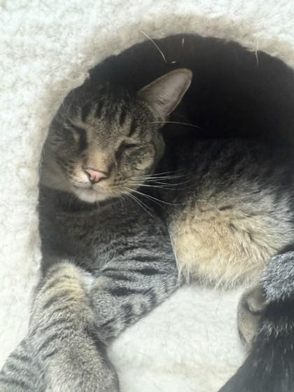 Enlarge Earl Grey, a Adoptable mixed breed in Oklahoma City, OK image 2/3