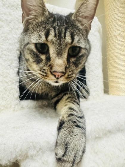 Enlarge Earl Grey, a Adoptable mixed breed in Oklahoma City, OK image 3/3
