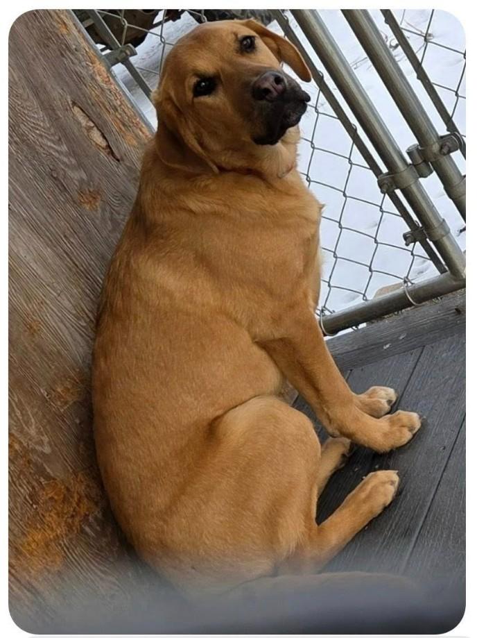 Enlarge CHEDDAR, a ADOPTABLE mixed breed in Lincoln, NE image 2/3