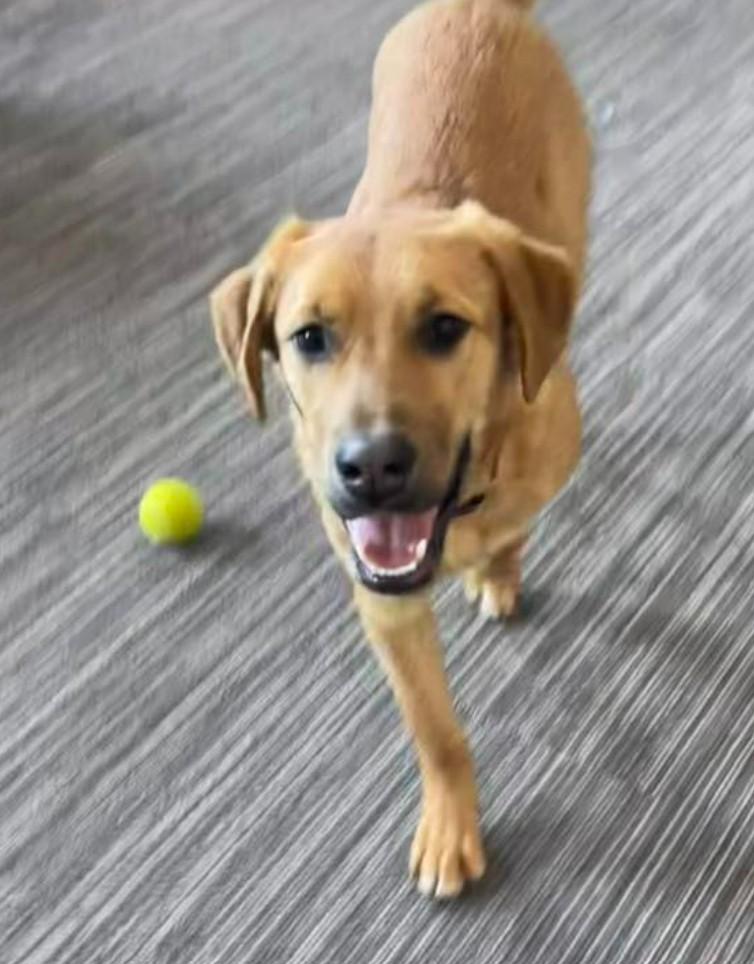 Enlarge CHEDDAR, a ADOPTABLE mixed breed in Lincoln, NE image 1/3