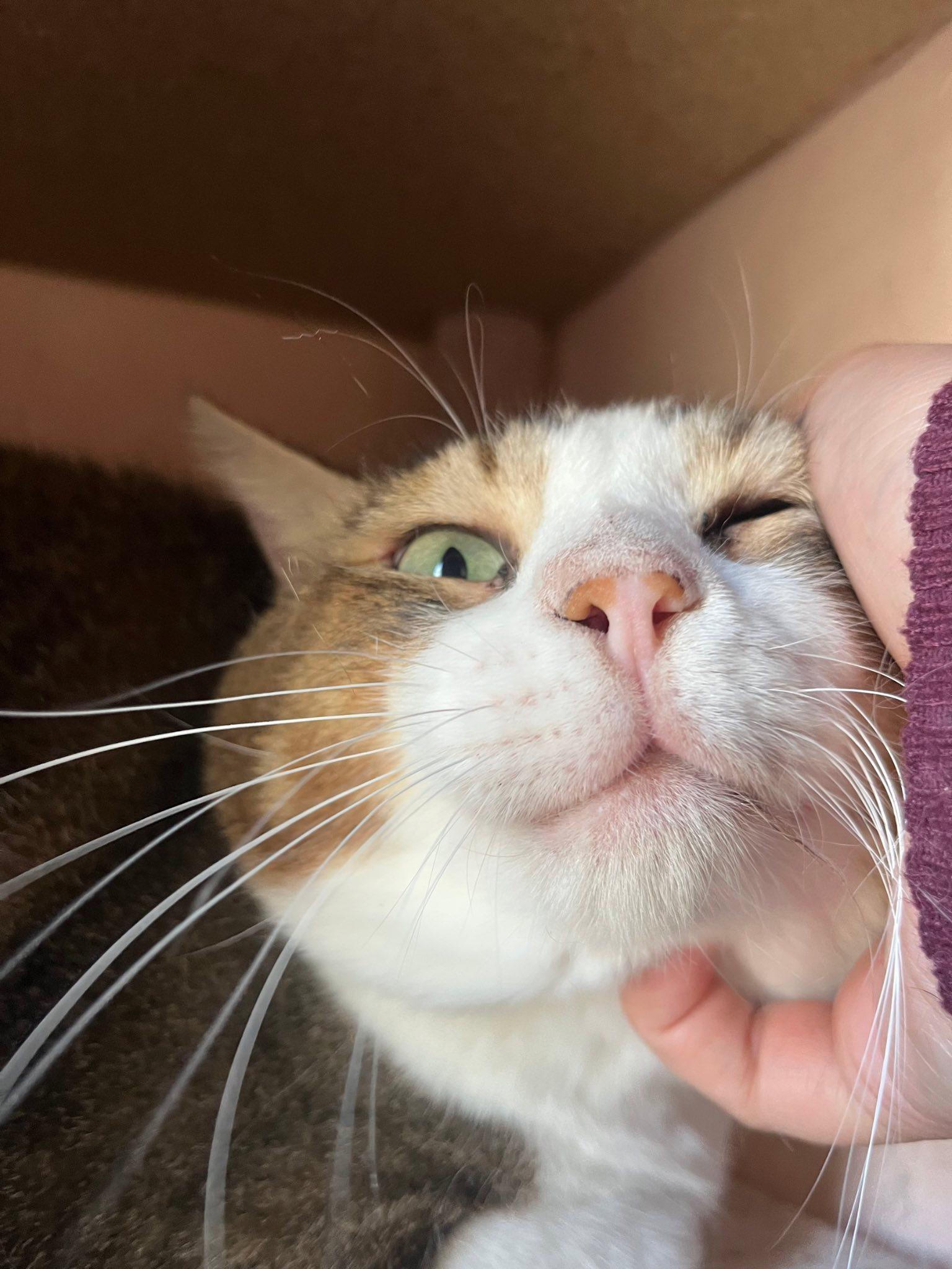 Todd, a Adoptable Domestic Short Hair in Spencerville, ON image 1/4