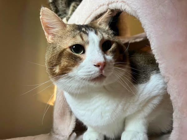 Todd, a Adoptable Domestic Short Hair in Spencerville, ON image 3/4