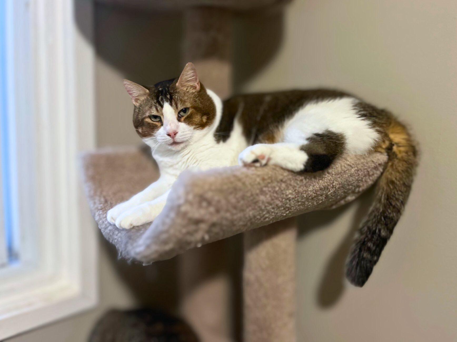 Todd, a Adoptable Domestic Short Hair in Spencerville, ON image 4/4