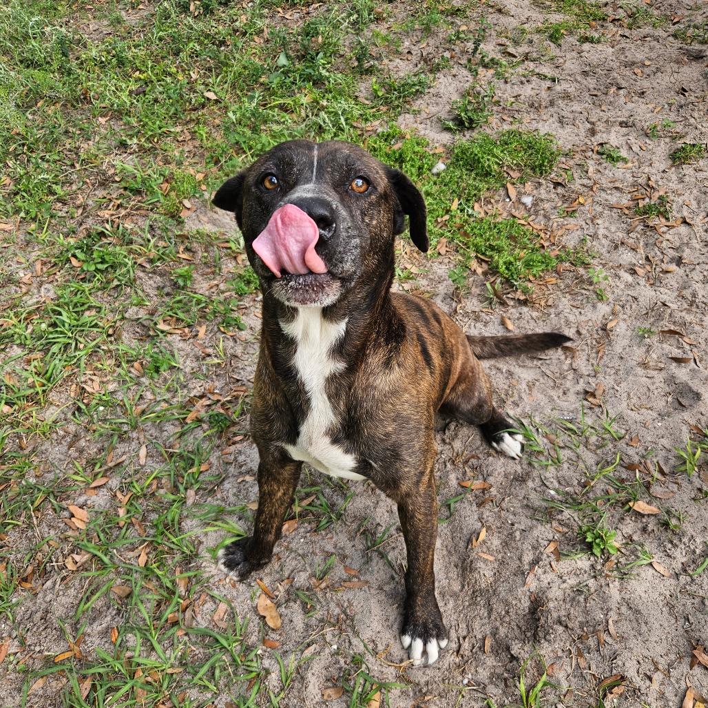 Gus Gus, Adoptable, Adult Male Mixed Breed.