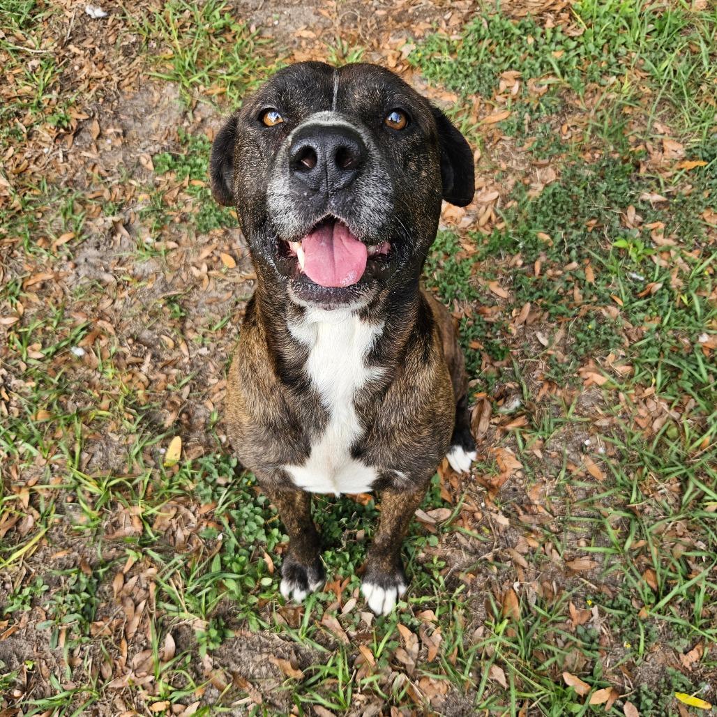 Gus Gus, a Adoptable Mixed Breed in Lake Panasoffkee, FL image 2/6