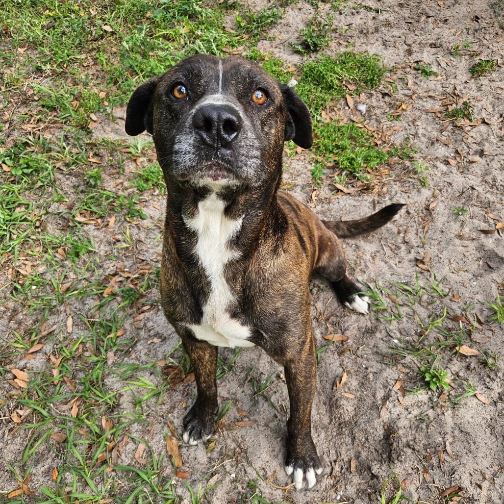 Gus Gus, a Adoptable Mixed Breed in Lake Panasoffkee, FL image 3/6