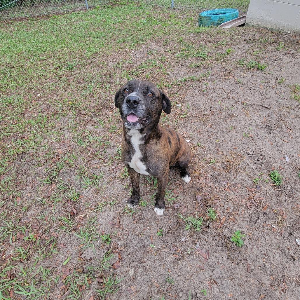 Gus Gus, a Adoptable Mixed Breed in Lake Panasoffkee, FL image 4/6