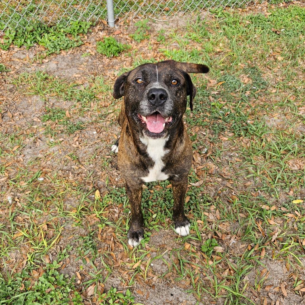 Gus Gus, a Adoptable Mixed Breed in Lake Panasoffkee, FL image 4/6