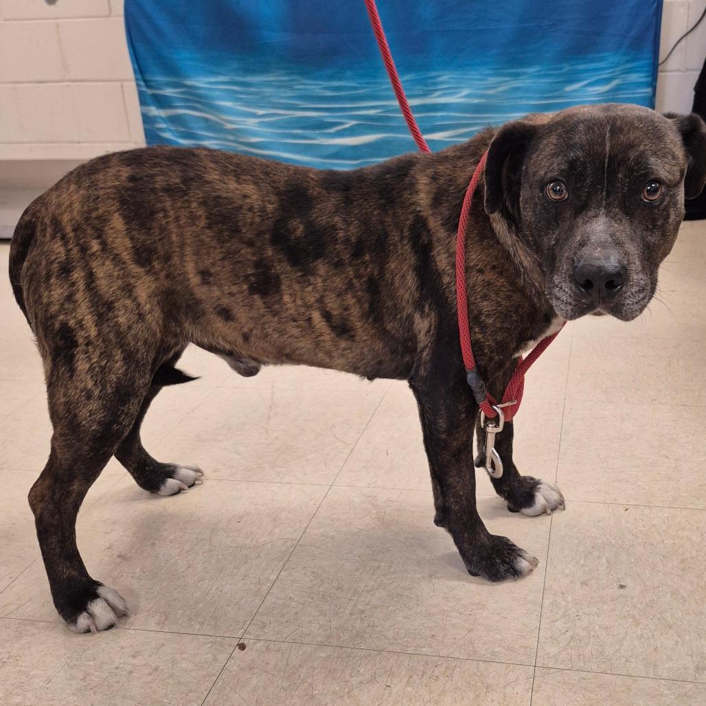 Gus Gus, a Adoptable Mixed Breed in Lake Panasoffkee, FL image 5/6