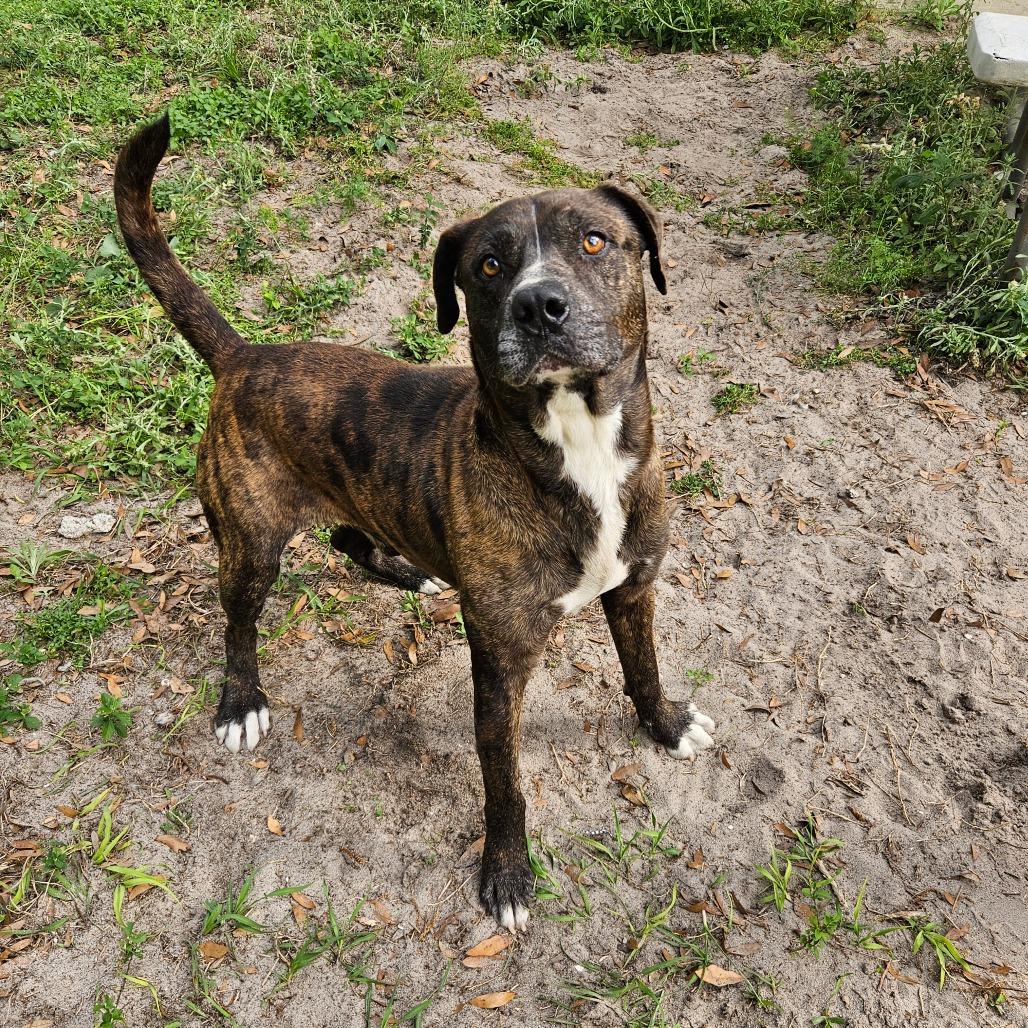 Gus Gus, a Adoptable Mixed Breed in Lake Panasoffkee, FL image 6/6