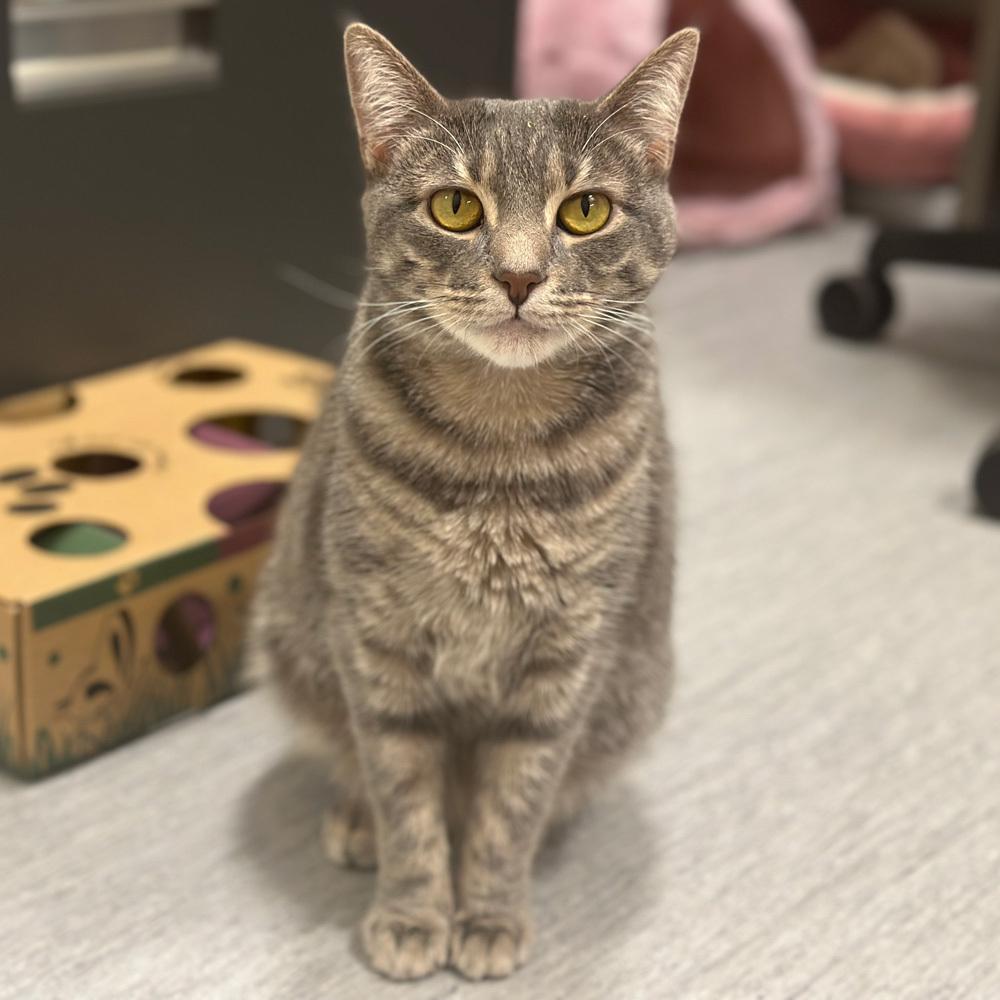 Kami, Adoptable, Adult Female Domestic Short Hair.
